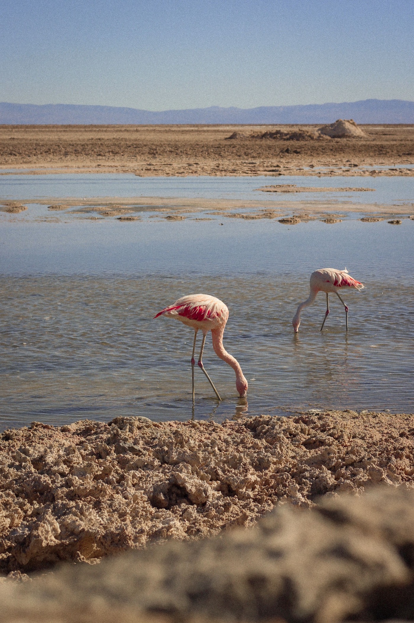 Flamencos en zona de conservación